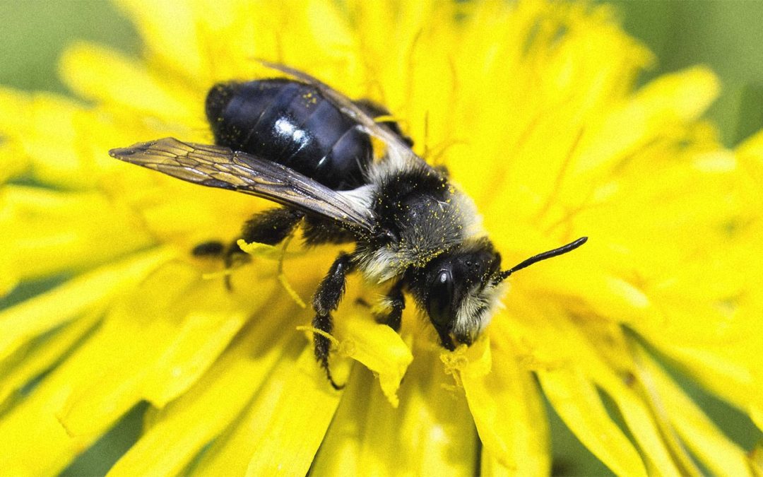 Un jardin pour les abeilles sauvages